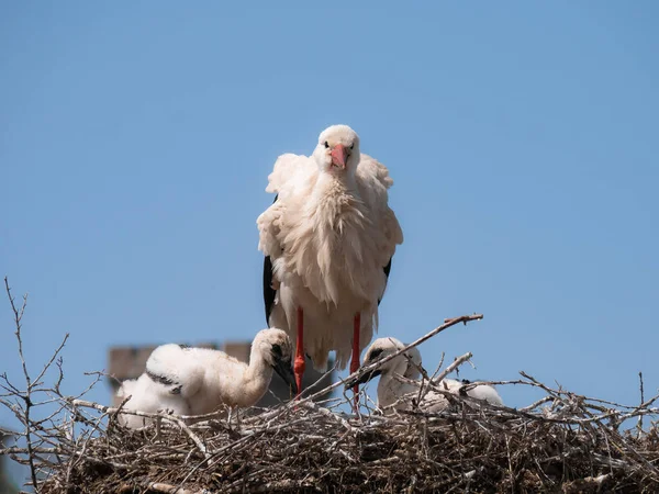 Weißstorch Sitzt Auf Einem Großen Nest Und Blickt Die Kamera — Stockfoto