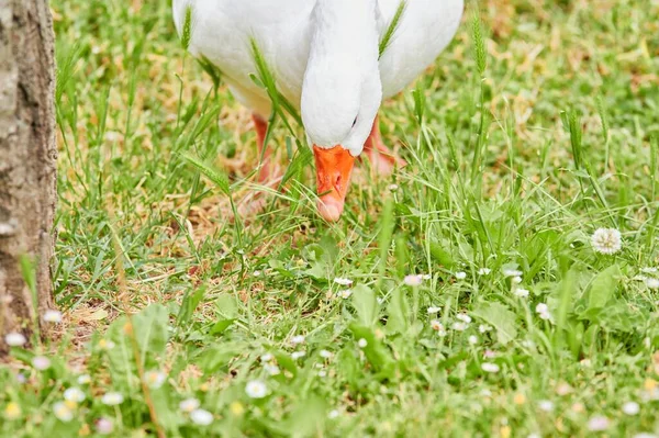 Biała Kaczka Anas Platyrhynchos Domesticus Zielonym Kocu Trawy Kwiatów Poszukujących — Zdjęcie stockowe