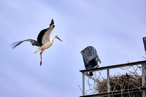 White Stork Ciconia Ciconia Flapping Its Wings Flies Reach Its — Stock Photo, Image