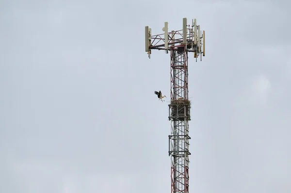 Storch Fliegt Seinem Nest Einem Mobilfunkantennenmast Während Seine Küken Drinnen — Stockfoto