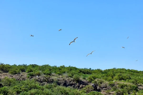 Rebanho Gaivotas Voando Sobre Uma Área Vegetação Perto Mar Dia — Fotografia de Stock