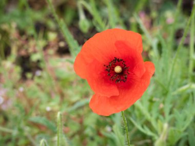 Büyük bir gelincik çiçeğinin (Papaver rhoeas) makro görüntüsü yaz gelmeden önce çiçek açmış ve arka planda yeşil bitki örtüsü olan yapraklarla çevrelenmiştir.
