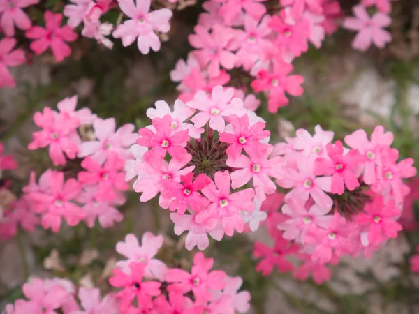 Macro Vista Aerea Del Cuore Bouquet Fiori Salmone Rosa Bianco — Foto Stock