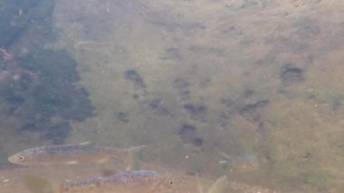 Nehir balıklarını daha sonra insan tüketimi için yetiştirmek için kullanılan küçük yapay taş göletin sualtı görüntüsü, özellikle suda yüzen balıklar için.