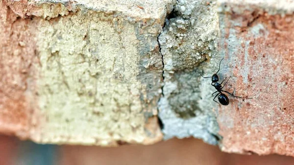 Close Ant Walking Surface Orange Brick Wall —  Fotos de Stock