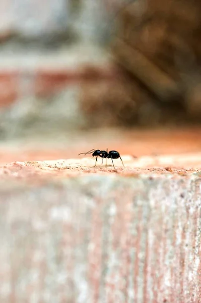 Close Ant Walking Surface Orange Brick Wall — Stok fotoğraf