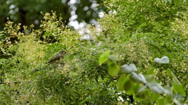 Monk parakeet (Myiopsitta monachus) perched and eating from the branches of a tree on a rainy day