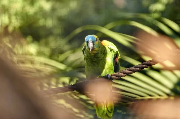 Зеленый Попугай Жёлтыми Синими Пятнами Веревке Между Пальмовыми Листьями — стоковое фото