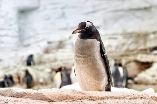 Gentoo penguin (Pygoscelis papua) with orange beak and legs on the edge of a block of ice looking towards the horizon with other penguins behind