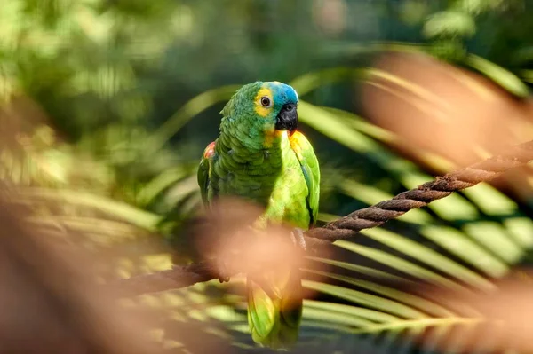 Grön Papegoja Med Gula Och Blå Prickar Ett Rep Mellan — Stockfoto
