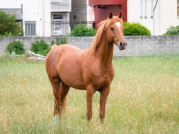 Narancssárga Equus Ferus Caballus Áll Kerítés Füvén Nézi Végtelenséget Sörényét — Stock Fotó