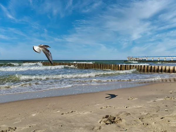 夏の海辺の風景は 空のバルト海沿岸で 砂浜と嵐の波が晴れた日に古い木製の防波堤に乗って飛んでいます 人のいない穏やかな海 ストック写真