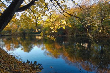 Güneşli sonbahar gününde sakin göletin kıyısında yemyeşil ağaçlar ve düşen yapraklarla dolu boş bir şehir parkı. İnsansız, güzel doğal bir geçmişi var..