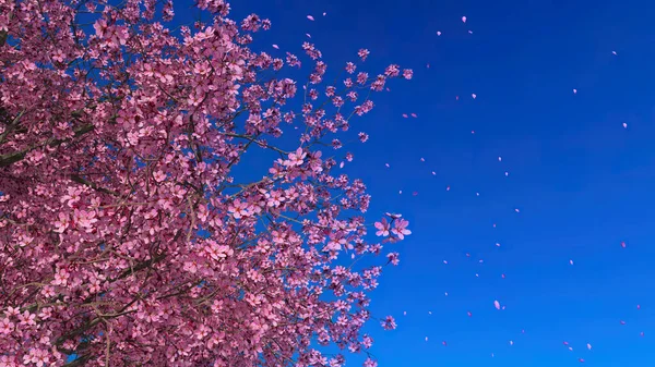 Close Japanese Sakura Cherry Tree Full Blossom Falling Pink Petals — Foto de Stock