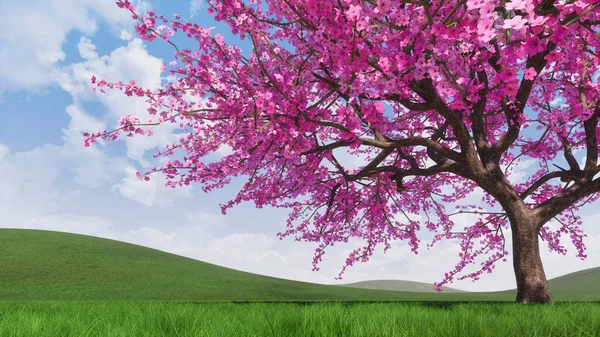 Close Única Árvore Cereja Sakura Japonês Exuberante Florescendo Plena Floração — Fotografia de Stock