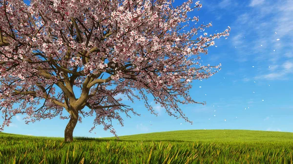 Exuberante Árvore Cereja Sakura Japonesa Florescendo Com Pétalas Flores Caindo — Fotografia de Stock