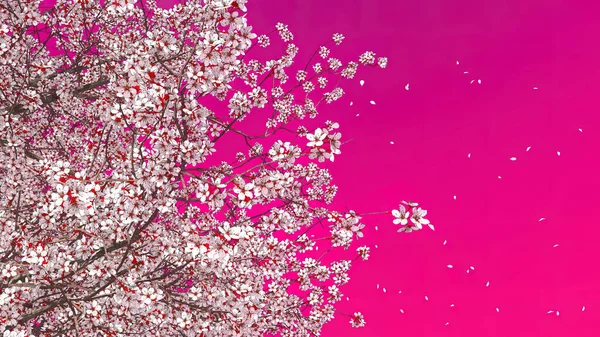 鮮やかなピンクのマゼンタの背景に花びらが落ちる緑豊かな日本の桜の木の冠の近くに 装飾的な春の季節私の3Dレンダリングファイルからの3Dイラスト — ストック写真