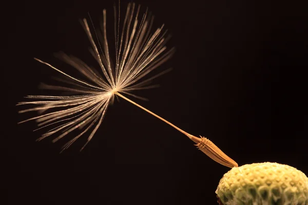 Detail of the Dandelion — Stock Photo, Image