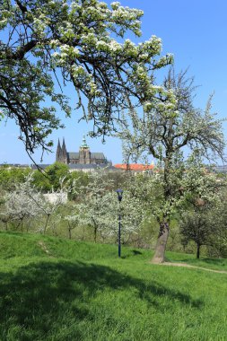 zicht op het voorjaar gotische burcht van Praag met de groene natuur en bloeiende bomen, Tsjechië