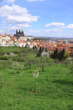 zicht op het voorjaar gotische burcht van Praag met de groene natuur en bloeiende bomen, Tsjechië