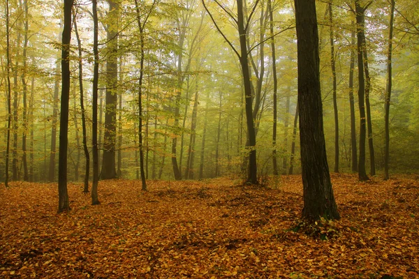 Туманний осінній ліс з барвистими деревами — стокове фото