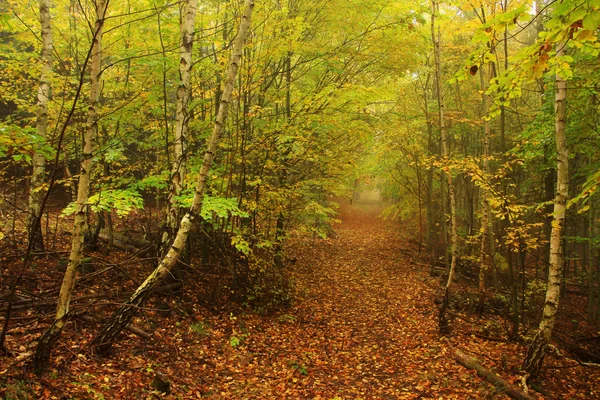 Mlhavé podzimní Les s barevné stromy — Stock fotografie