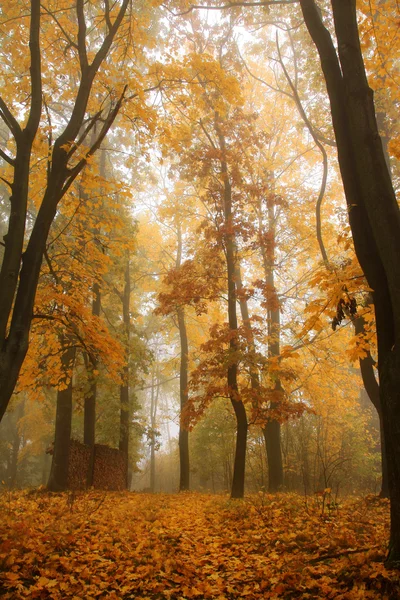Floresta de outono nebulosa com árvores coloridas — Fotografia de Stock