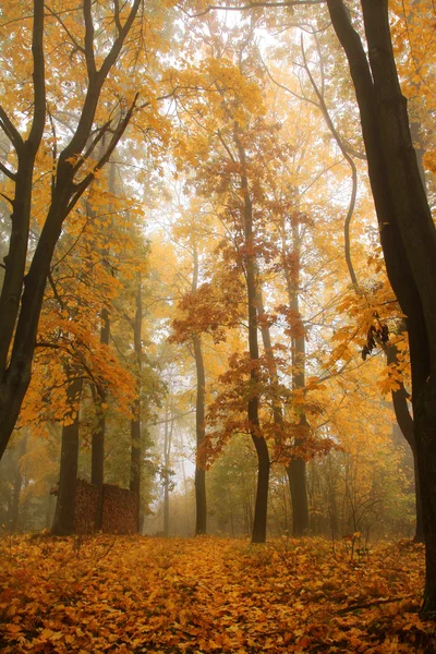 Bosque de otoño brumoso con árboles coloridos —  Fotos de Stock