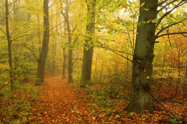 Bosque de otoño brumoso con árboles coloridos —  Fotos de Stock