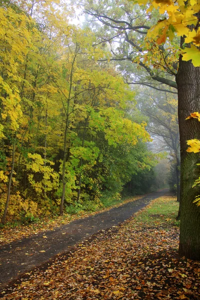 Bosque de otoño brumoso con árboles coloridos —  Fotos de Stock