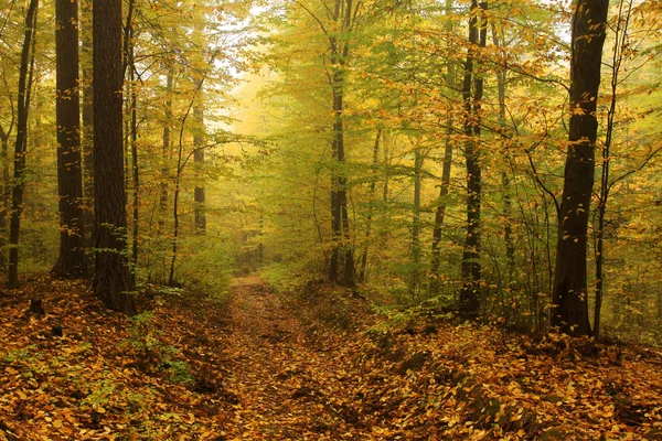 Foggy autumn Forest with colorful Trees — Stock Photo, Image