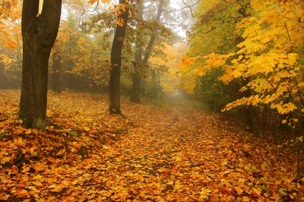 Bosque de otoño brumoso con árboles coloridos —  Fotos de Stock