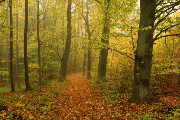 Bosque de otoño brumoso con árboles coloridos —  Fotos de Stock