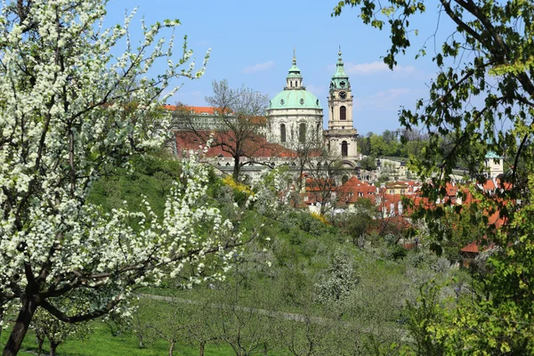 Pohled na jaře Praha st. nicholas' katedrála s zelené přírody a kvetoucích stromů, Česká republika — Stock fotografie