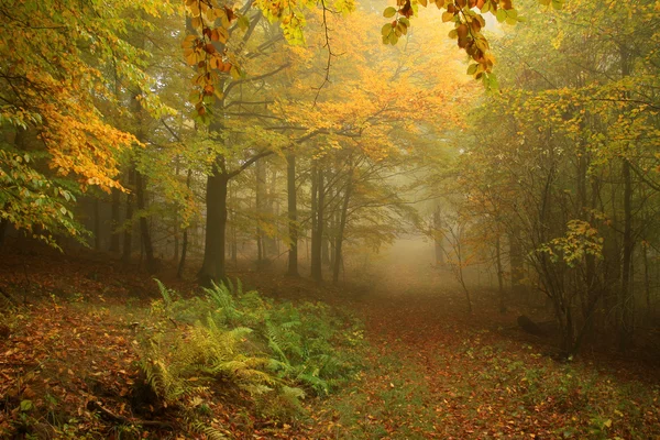 Foggy automne forêt avec des arbres colorés Images De Stock Libres De Droits