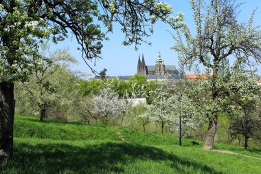 zicht op het voorjaar gotische burcht van Praag met de groene natuur en bloeiende bomen, Tsjechië