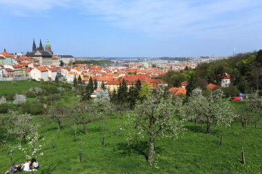 zicht op het voorjaar gotische burcht van Praag met de groene natuur en bloeiende bomen, Tsjechië