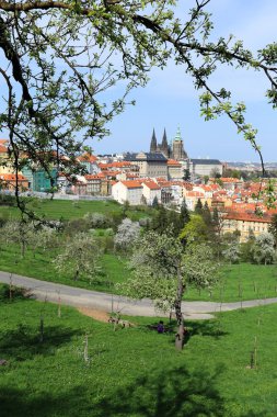 zicht op het voorjaar gotische burcht van Praag met de groene natuur en bloeiende bomen, Tsjechië
