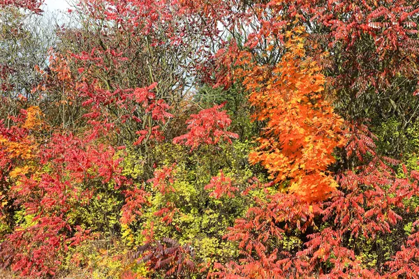 Kolorowy krajobraz jesień z błękitnego nieba — Zdjęcie stockowe