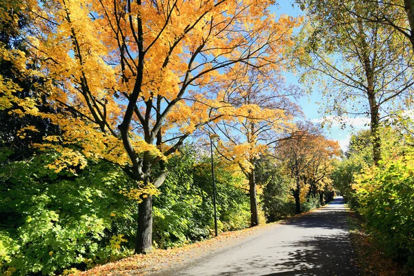 Барвистий осінній пейзаж з блакитним небом — стокове фото