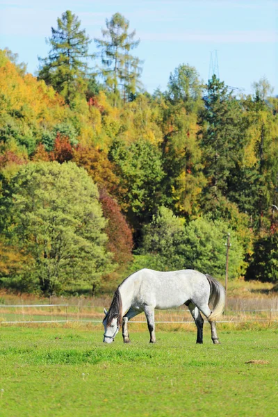 Kolorowy krajobraz jesień z białego konia — Zdjęcie stockowe