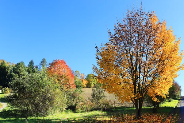 Paisaje de otoño colorido con cielo azul — Foto de Stock