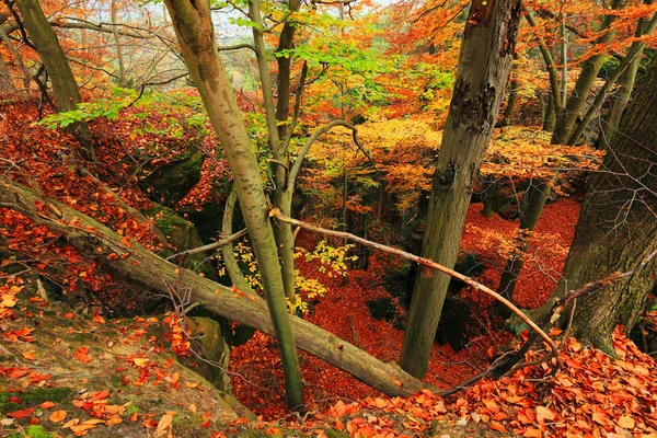 Colorido paisaje otoñal en el paraíso bohemio, República Checa — Foto de Stock