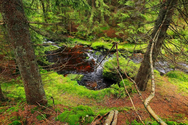 Creek v krásné divočině, podzimní šumavské hory v Jižní České — Stock fotografie