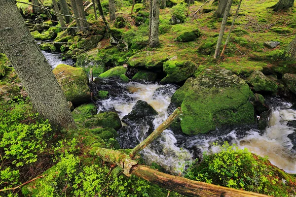 Ruisseau dans la belle nature sauvage, les montagnes d'automne Sumava dans le sud de la République tchèque — Photo