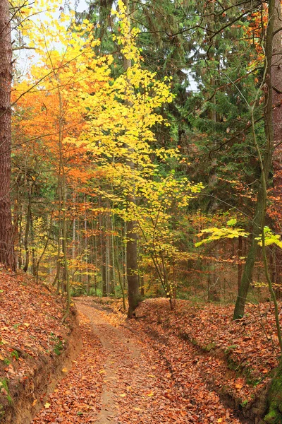 Colorful autumn Landscape in Bohemian Paradise, Czech Republic — Stock Photo, Image