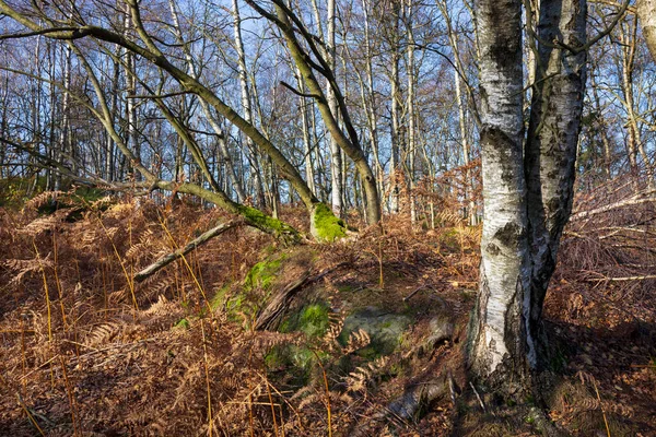 Prachtig Herfstlandschap Het Zandsteengebergte Het Noorden Van Bohemen Tisa Rocks — Stockfoto