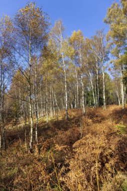 Kuzey Bohemya 'daki kumtaşı Dağları' ndaki güzel sonbahar Doğa ve Manzara, Elbe kumtaşı, Çek Cumhuriyeti 'nin koruma altındaki Peyzaj Bölgesi