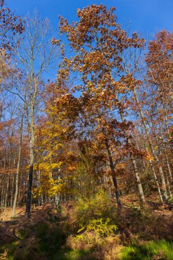 Kuzey Bohemya 'daki kumtaşı Dağları' ndaki güzel sonbahar Doğa ve Manzara, Elbe kumtaşı, Çek Cumhuriyeti 'nin koruma altındaki Peyzaj Bölgesi