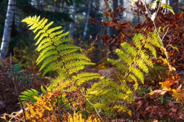 Kuzey Bohemya 'daki kumtaşı Dağları' ndaki güzel sonbahar Doğa ve Manzara, Elbe kumtaşı, Çek Cumhuriyeti 'nin koruma altındaki Peyzaj Bölgesi